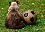 开云棋牌入口-曼联险胜国米，德布劳内补时绝平意甲